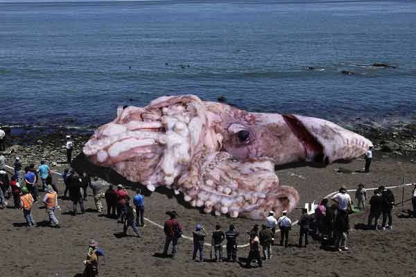 calamaro-gigante-foto