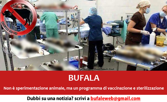 gatti-sperimentazione-sterilizzazione-bufala
