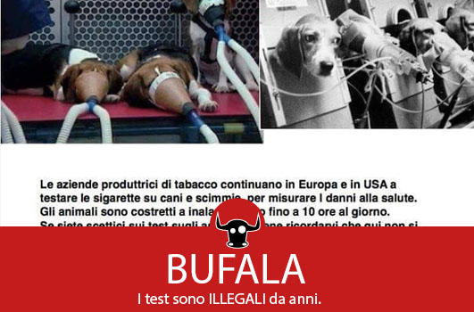 bufala-cani