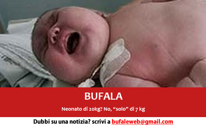 bufala-neonato-20-kg