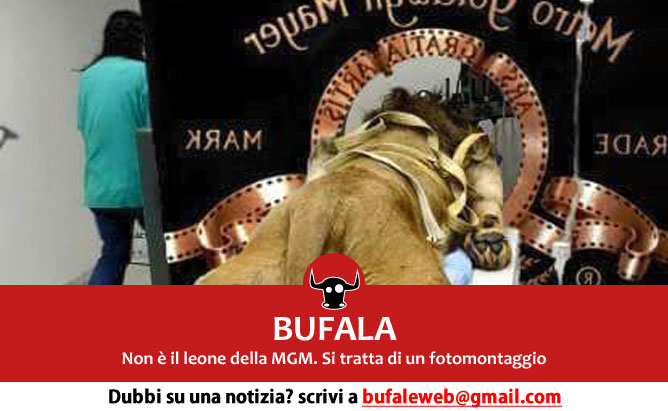 bufala-leone-mgm