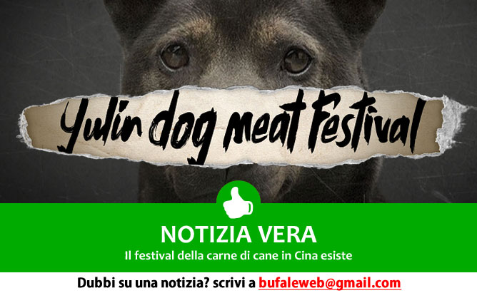 notizia-vera-festival-carne-cane-cina-yulin