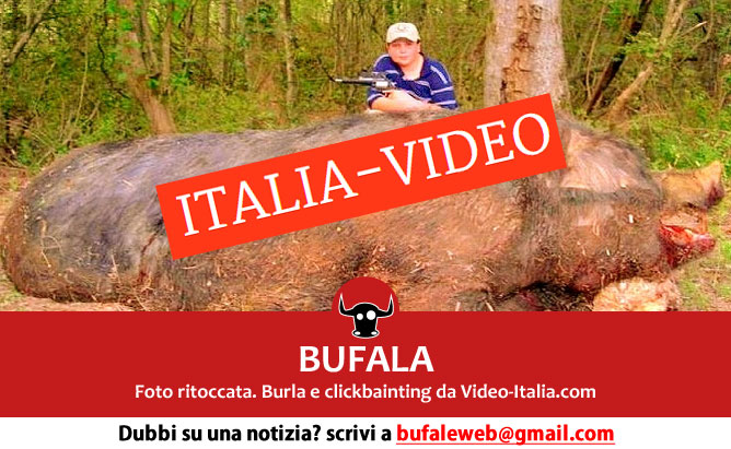 bufala-cinchiale-gigante-sardegna