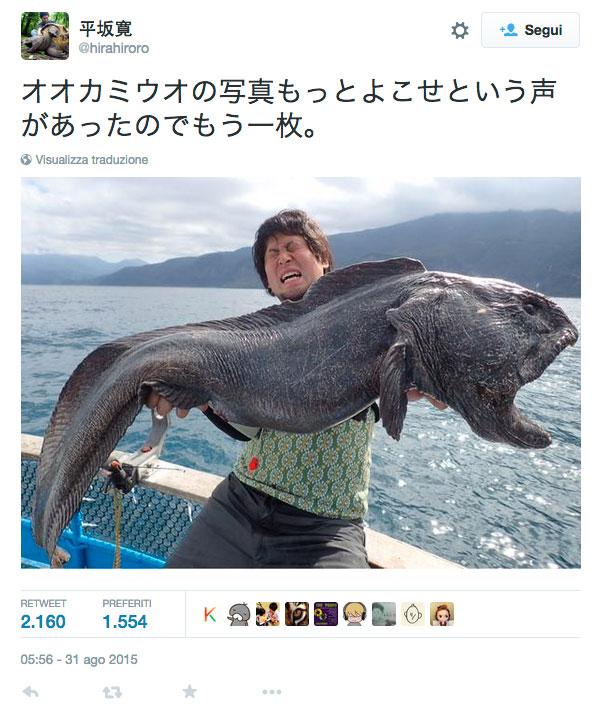 foto-twitter-pesce-lupo-gigante