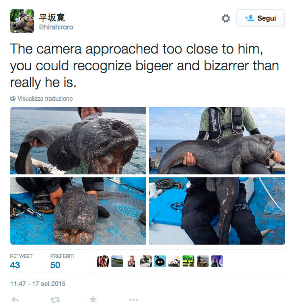 verita-pesce-lupo-gigante-giappone-2