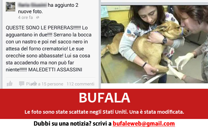 bufala sindaco di lonigo