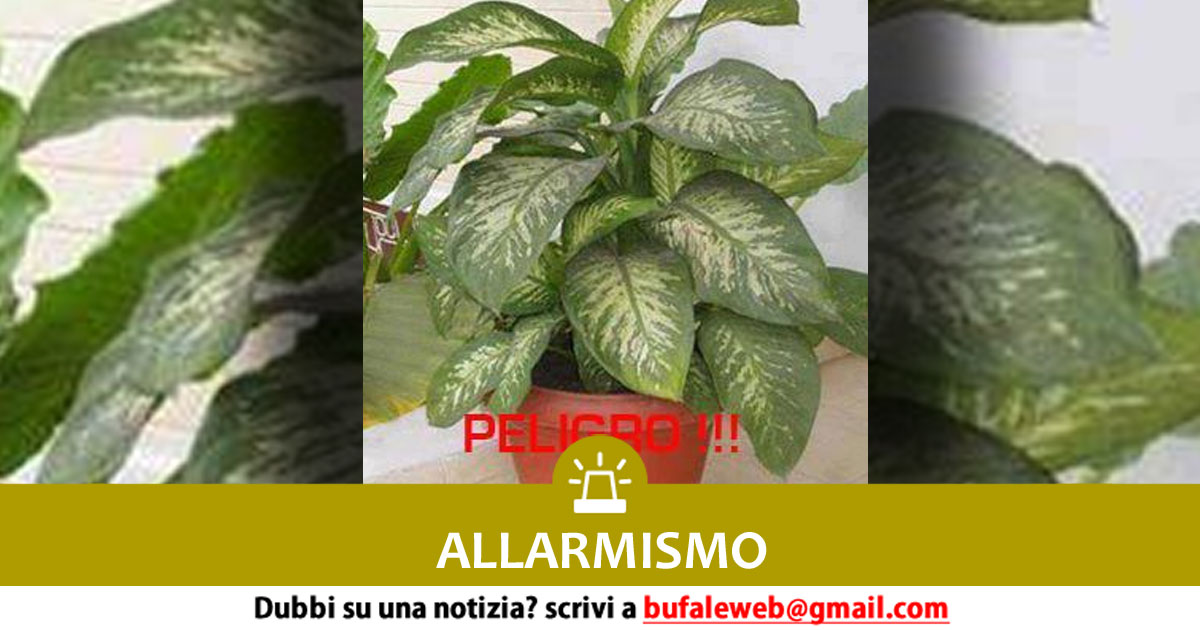 bufala sindaco di lonigo