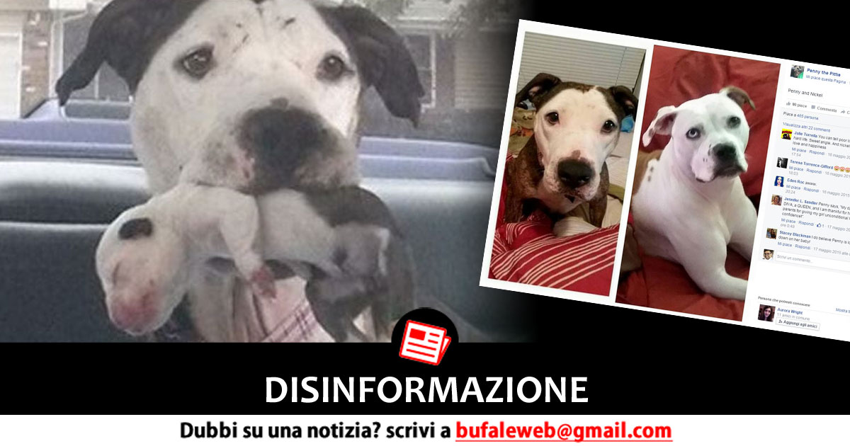 bufala sindaco di lonigo