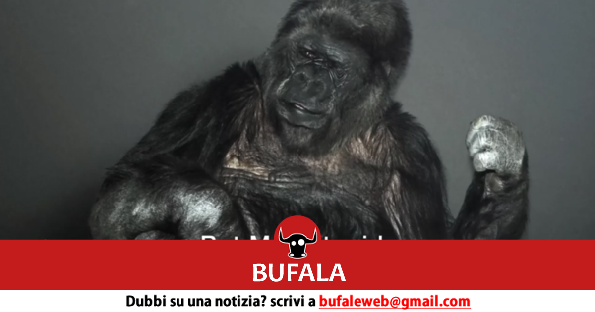 bufala sindaco di lonigo