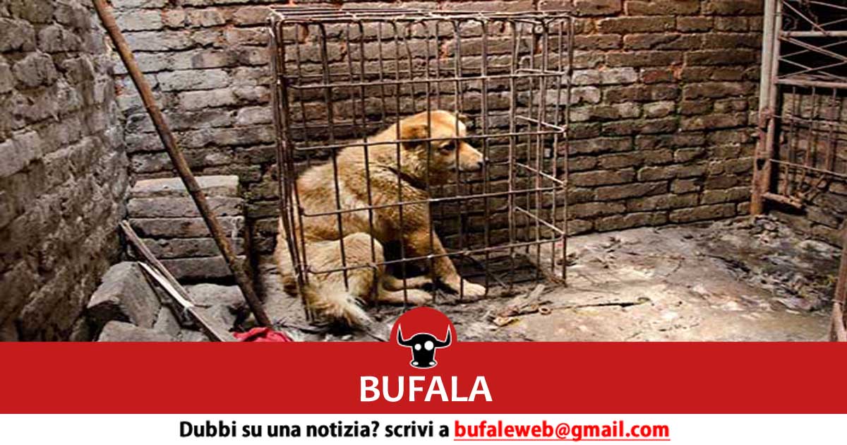 bufala sindaco di lonigo