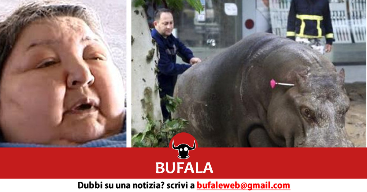 bufala sindaco di lonigo