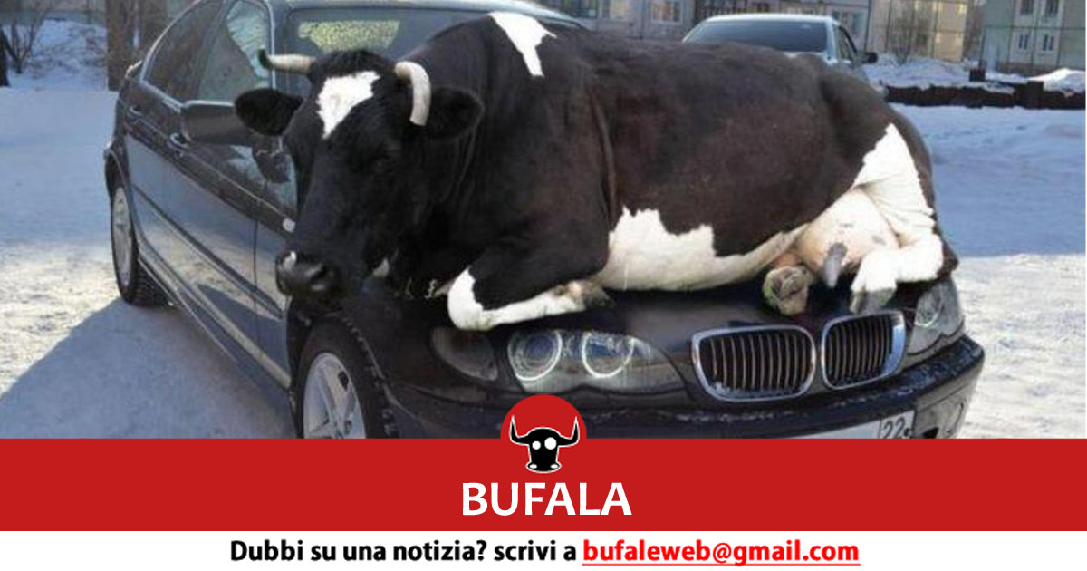 bufala sindaco di lonigo