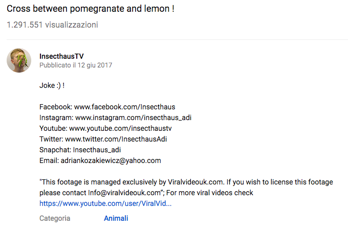 La didascalia sul video di "ibridazione tra limone e melograno"