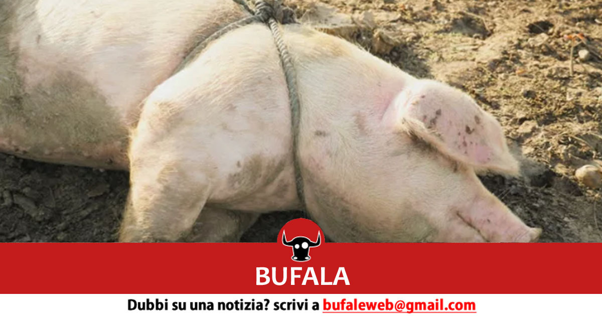 bufala sindaco di lonigo