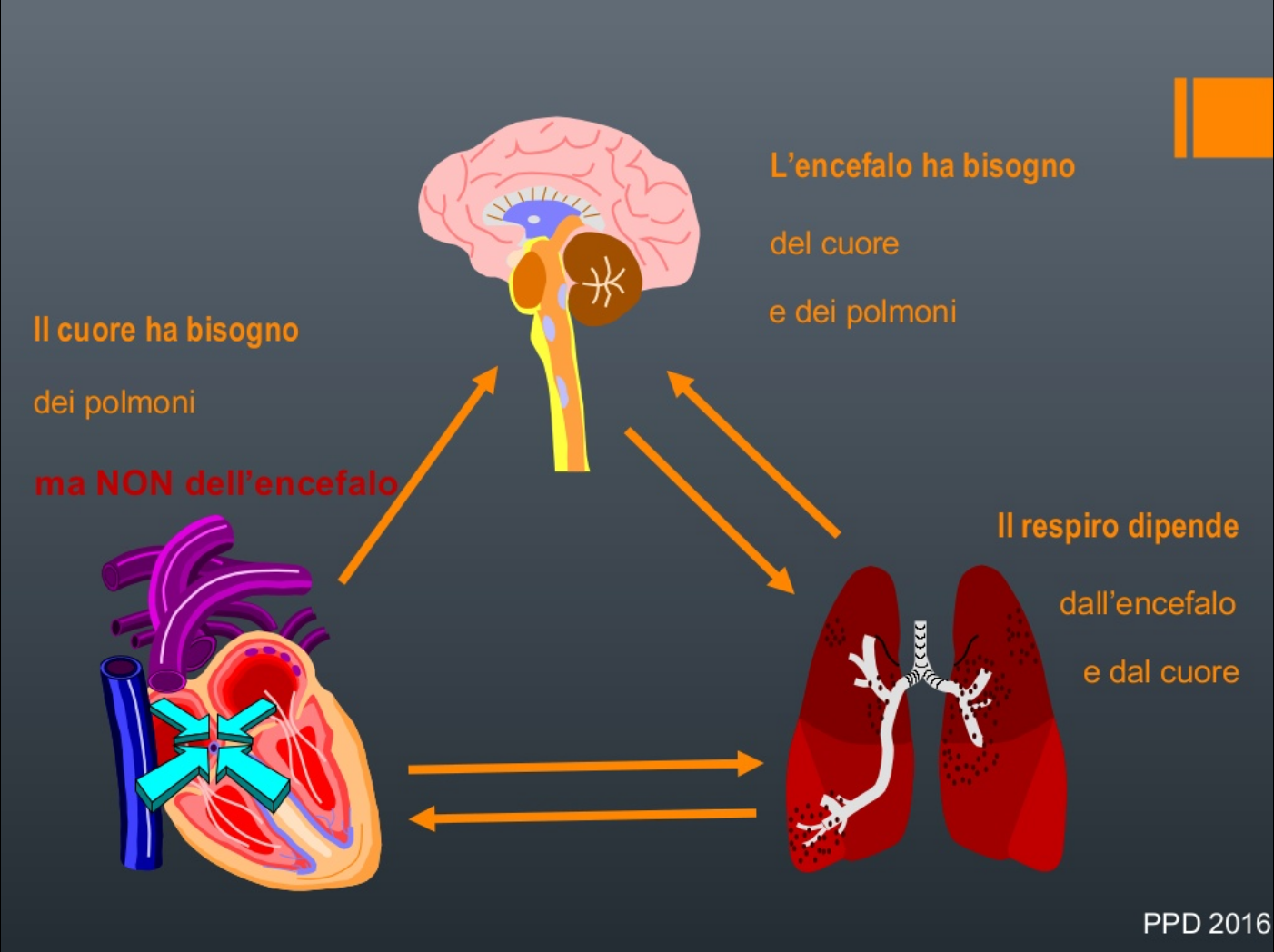 Il rapporto tra cuore, cervello e polmoni