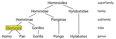 Albero evolutivo degli Hominoidea: dopo una prima separazione dalla linea principale degli Hylobatidae (attuali gibboni), circa 8 milioni di anni fa anche la linea dei Pongidae si staccò, portando agli attuali orang-utan, mentre gli Homininae si divisero più tardi in Gorillini ed Hominini (fonte: Wikipedia)