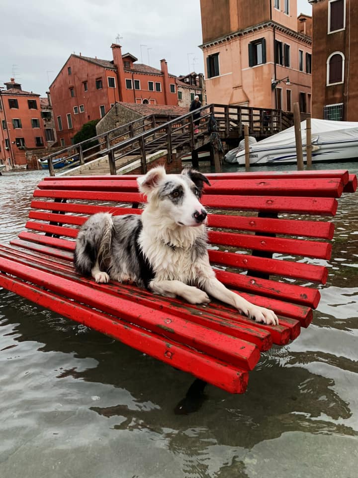 "Questo è un cane sofferente a Venezia"