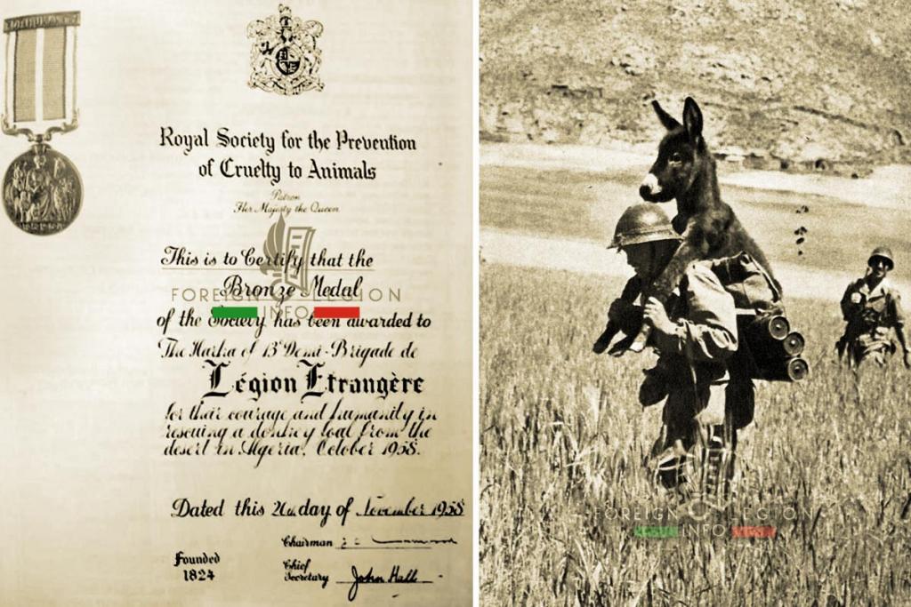 Encomio al 13mo Semireggimento della Legione Straniera, tratto da http://foreignlegion.info