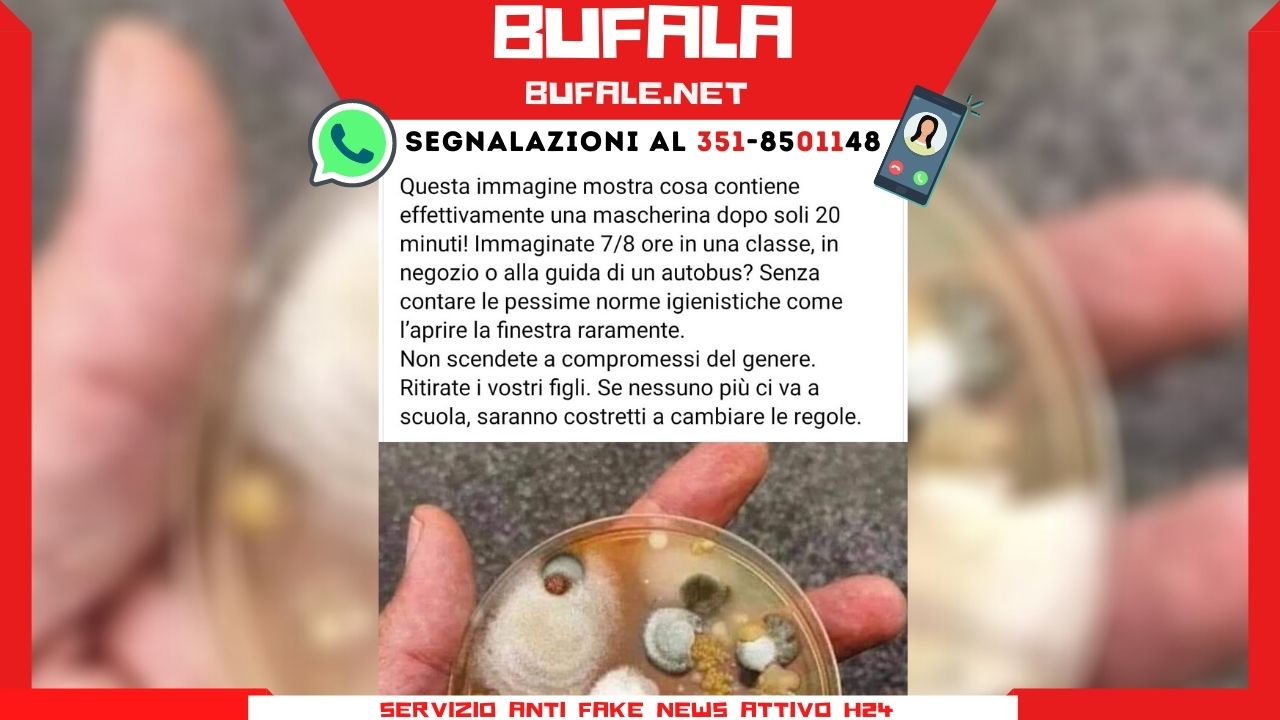 bufala sindaco di lonigo