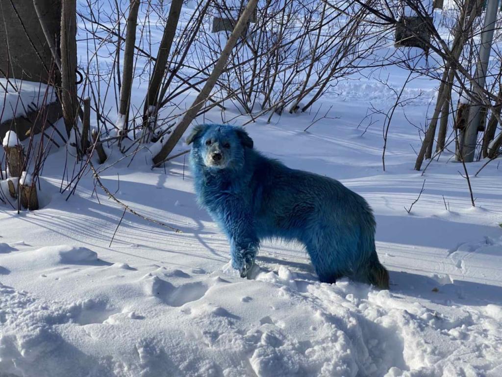 Avvistati cani blu in Russia: sospetta contaminazione da rifiuti tossici