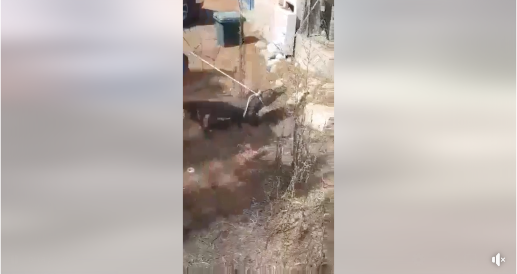 Un altro coccodrillo in Puglia, un'altra fake news diffusa nella comunità