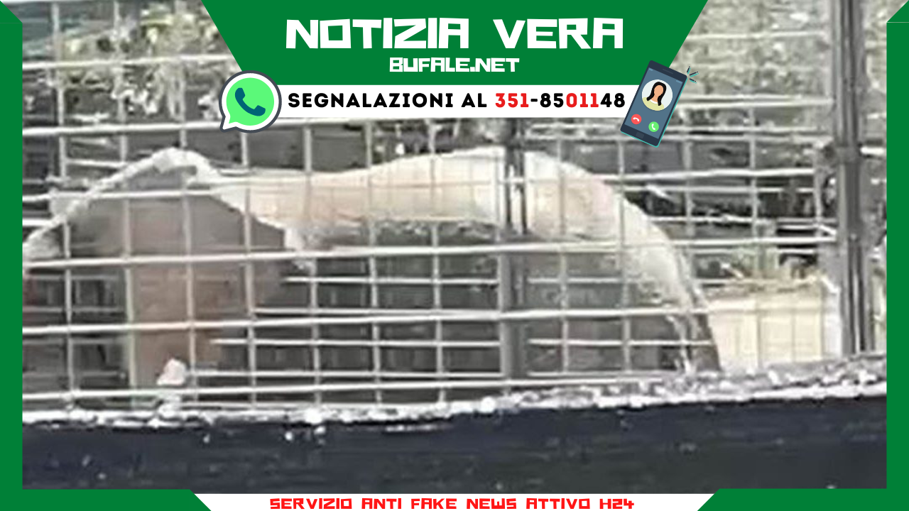 bufala sindaco di lonigo