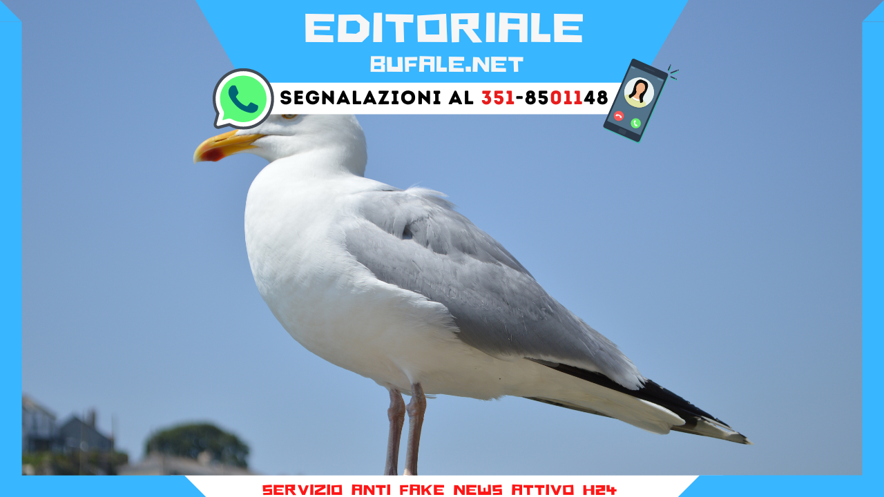 bufala sindaco di lonigo