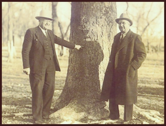 Presunta foto del "proiettile paziente di Ziegland". Notare che l'albero è integro
