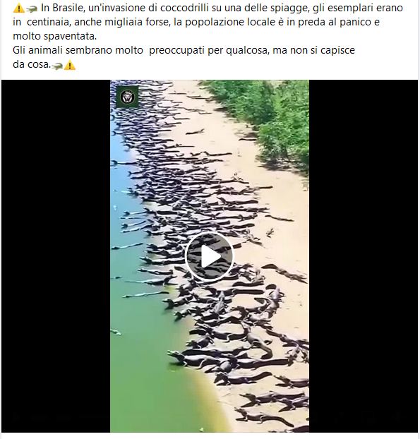 Debunking bestiale: nessuna invasione di coccodrilli in Brasile