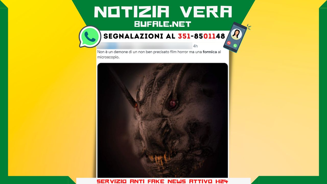 bufala sindaco di lonigo