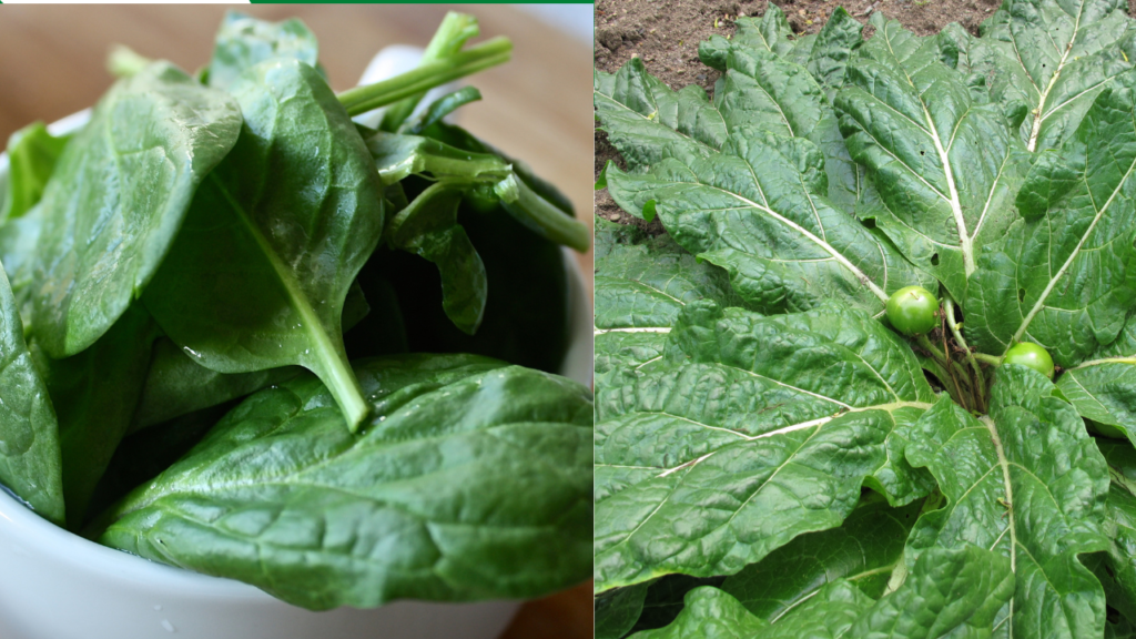 Napoli, no a spinaci freschi: potenziale rischio mandragora