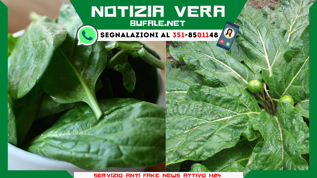 bufala sindaco di lonigo