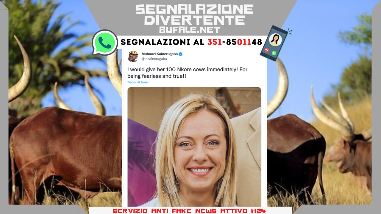 bufala sindaco di lonigo