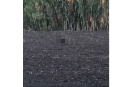 Il video del lupo col cagnolino in bocca: dal cinghiale al lupo