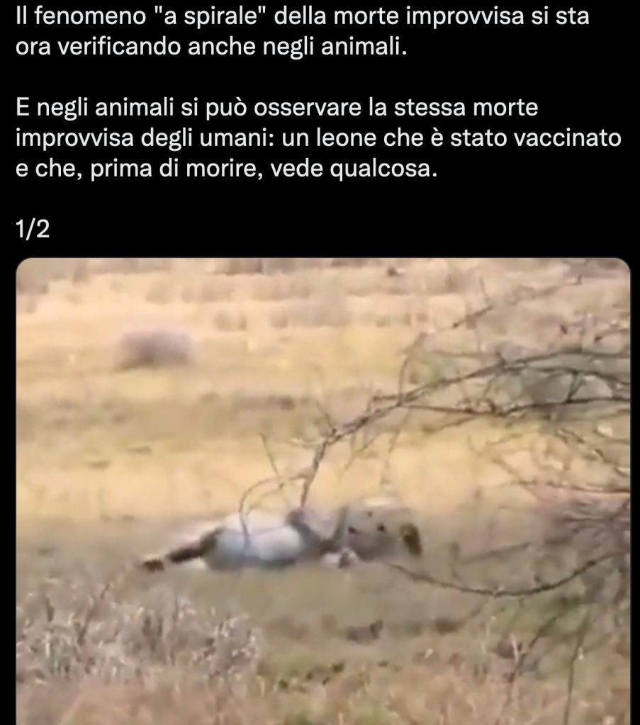 La "morte improvvisa del leone vaccinato" è un video decontestualizzato