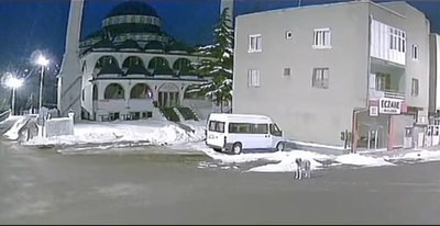 Il video del cane che ulula prima del terremoto in Turchia e i dubbi del caso