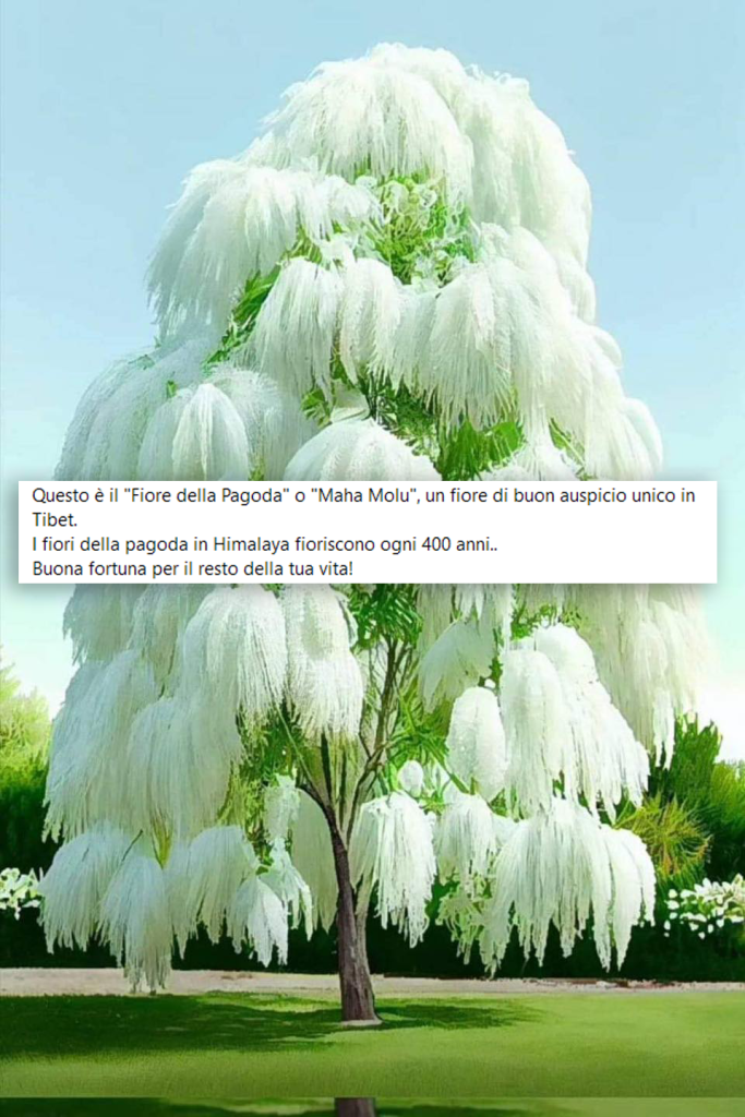 La bufala del fiore Tibetano Maha Molu che cresce ogni 400 anni