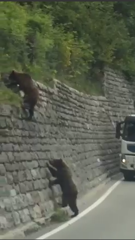 Il video WhatsApp degli orsi nel traffico trovato su portali polacchi e Trentini
