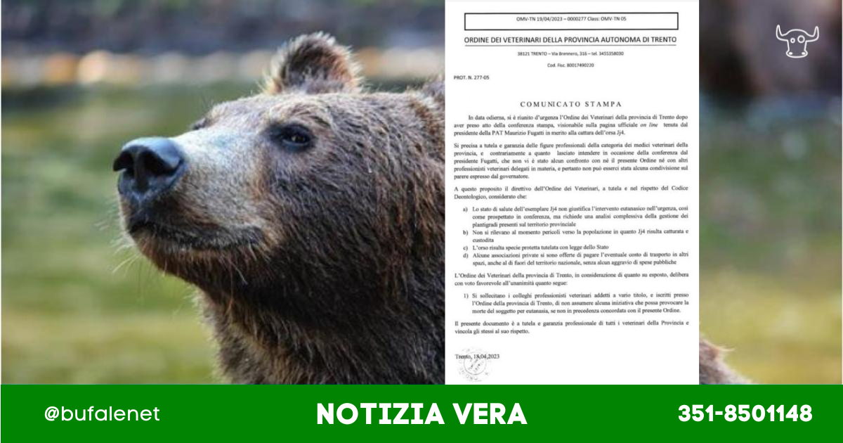 bufala sindaco di lonigo