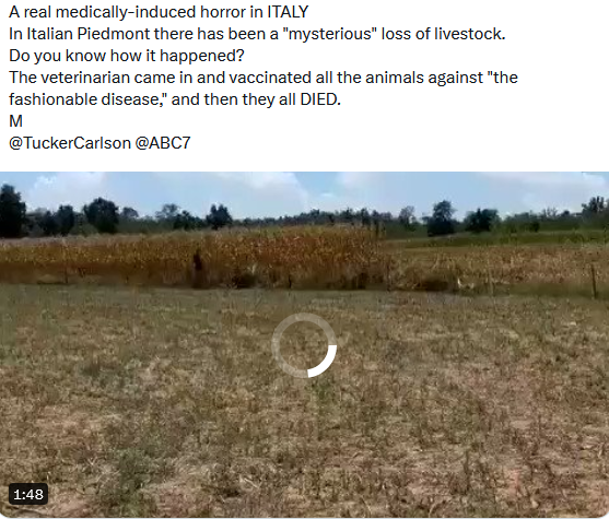 Questo video non contiene mucche morte dopo il vaccino COVID19