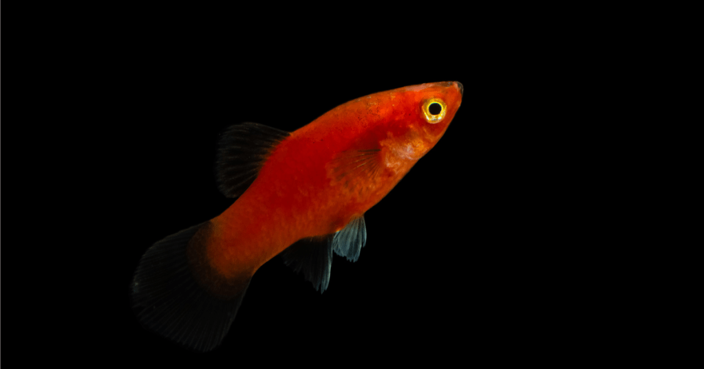 Quanto dura la memoria di un pesce rosso? Forse più della vostra  --- (Fonte immagine: https://www.bufale.net/wp-content/uploads/sites/5/2023/08/pescerosso.png?w=1024)