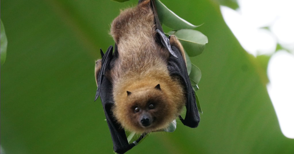 Si fa presto a dire "cieco come un pipistrello"