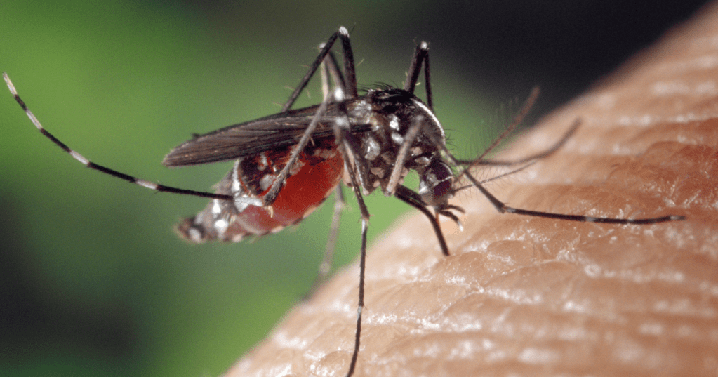 "Perché le zanzare pungono solo me?" e altre domande dalla risposta sbagliata