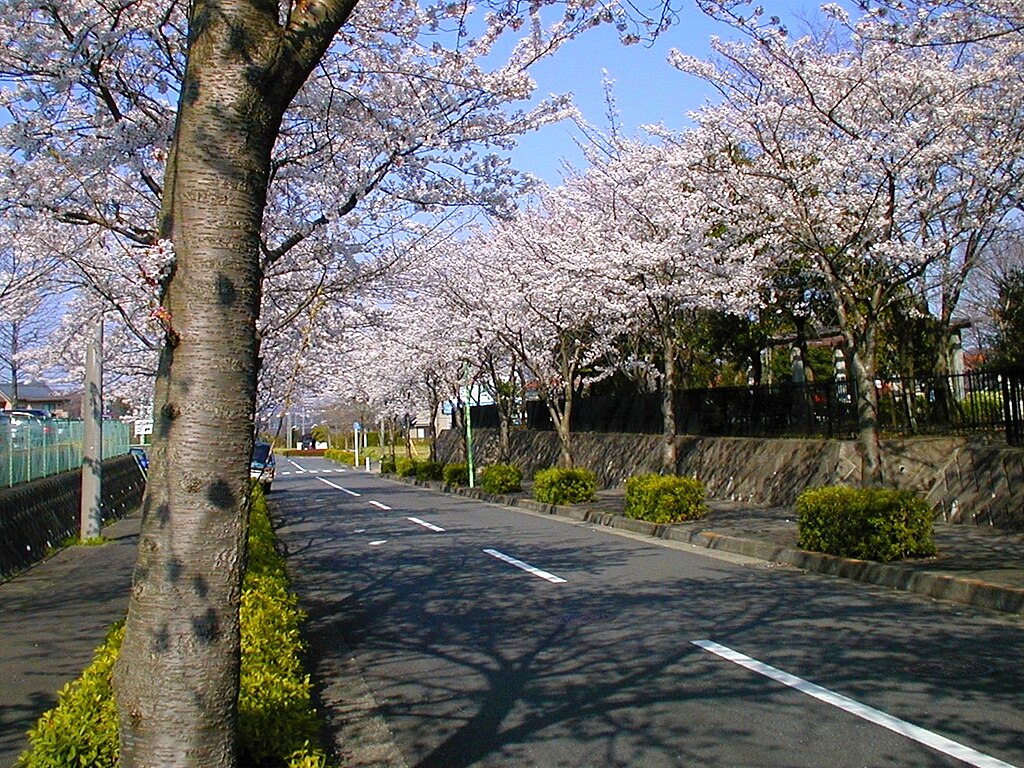 Strada alberata di Machida, fonte Wikimedia Commons, NRRH
