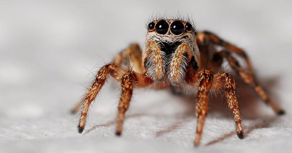 Quanti ragni mangiamo durante la nostra vita? La "risposta" di Lisa B. Holst