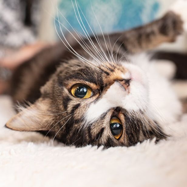 I gatti hanno espressioni facciali: la ricerca in un Cat Café