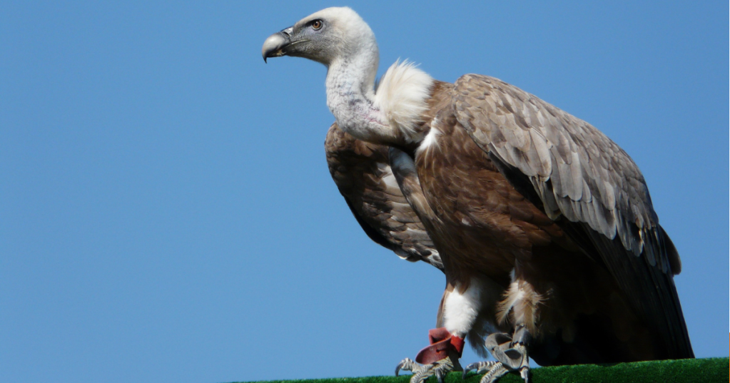 Perché gli avvoltoi mangiano carogne senza ammalarsi?