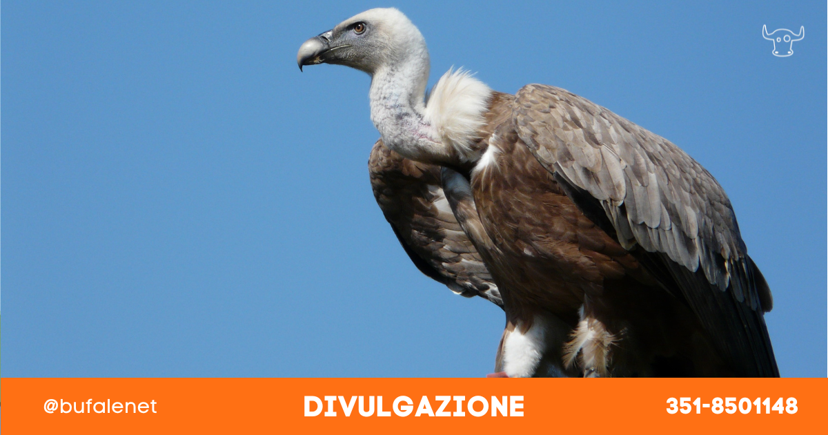 bufala sindaco di lonigo