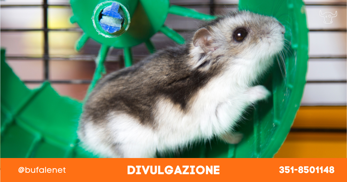 bufala sindaco di lonigo