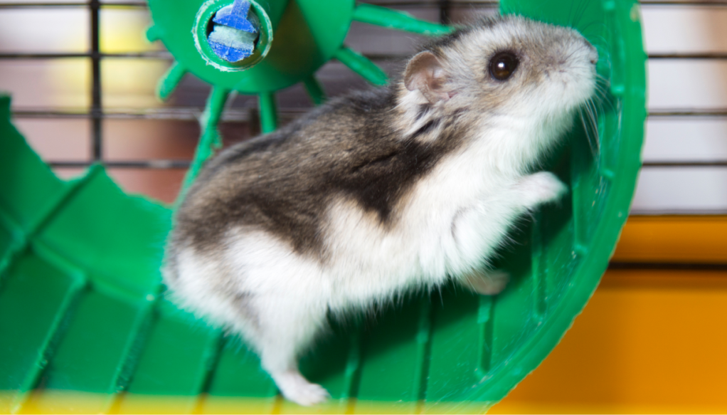 Sì, ai topi e ai criceti piace girare sulla ruota: parola di scienza